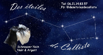 Des Etoiles De Callisto - Schnauzer miniature - Portée née le 30/10/2023
