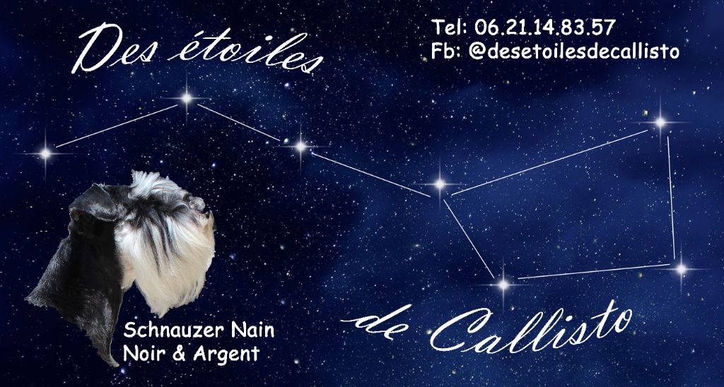 Des Etoiles De Callisto - Schnauzer miniature - Portée née le 30/10/2023